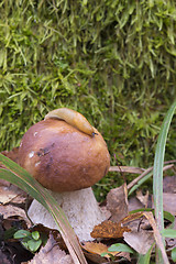 Image showing Mushroom