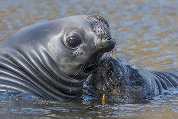 Image showing  elephant seals pups 