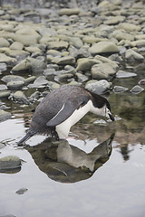 Image showing Chinstrap Penguin