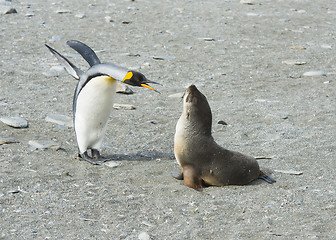 Image showing King Penguin-Fur Seal 