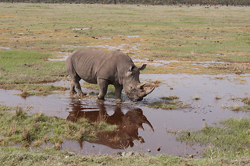 Image showing Rhinoceros 