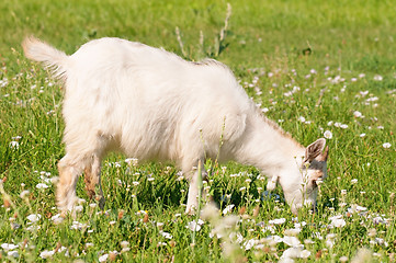 Image showing Kid goat