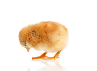 Image showing Little chicken