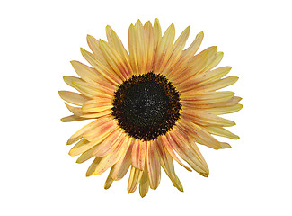 Image showing Sunflower on white