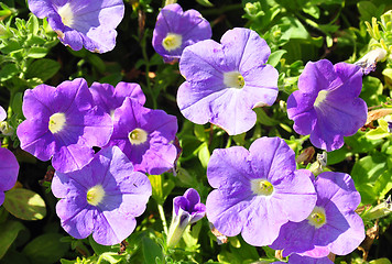 Image showing Petunia flowers