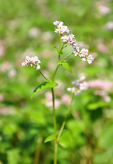 Image showing Buckwheat (Fagopyrum esculentum)