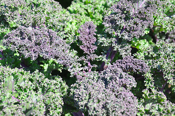 Image showing Ornamental cabbage