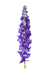 Image showing Delphinium flower