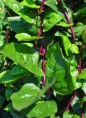 Image showing Malabar spinach (Basella alba)