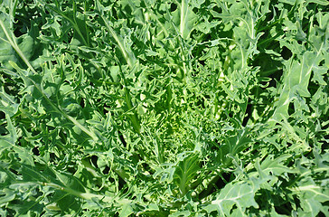 Image showing Ornamental cabbage