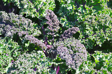 Image showing Ornamental cabbage