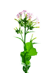 Image showing Flowering tobacco (Nicotiana sylvestris)