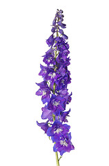 Image showing Delphinium flower