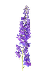 Image showing Delphinium flower