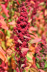 Image showing Quinoa (Chenopodium quinoa)