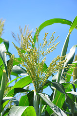 Image showing Sorghum (Sorghum bicolor)