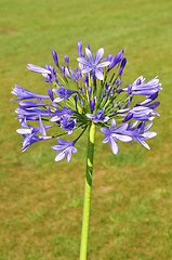 Image showing African lily (Agapanthus africanus)