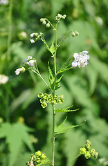 Image showing Virginia mallow (Sida hermaphrodita)