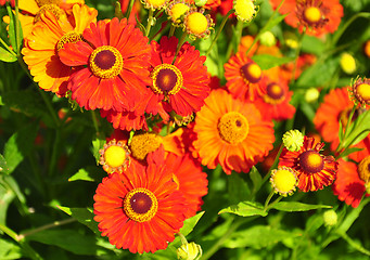 Image showing Helenium flowers