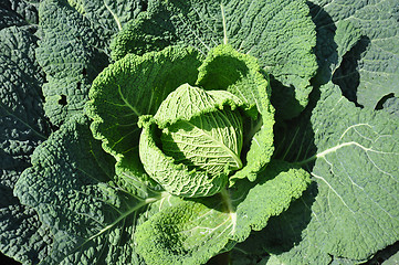 Image showing Savoy cabbage