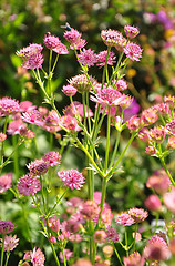 Image showing Masterwort (Astrantia major)