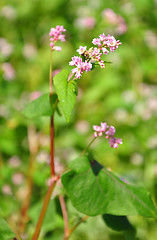 Image showing Buckwheat (Fagopyrum esculentum)