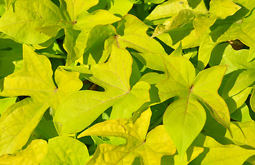 Image showing Sweet potato (Ipomoea batatas)