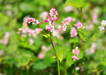 Image showing Buckwheat (Fagopyrum esculentum)