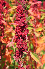 Image showing Quinoa (Chenopodium quinoa)