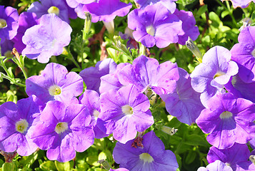 Image showing Petunia flowers