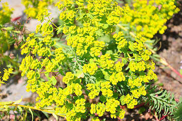 Image showing Spurge (Euphorbia seguieriana)