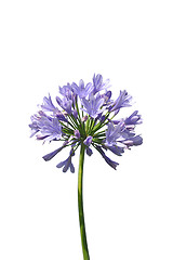 Image showing African lily (Agapanthus africanus)