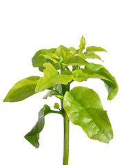 Image showing Malabar spinach (Basella alba)