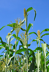 Image showing Sorghum (Sorghum bicolor)