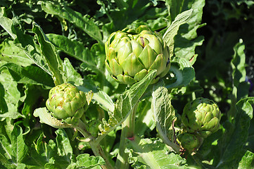 Image showing Artichoke flowers