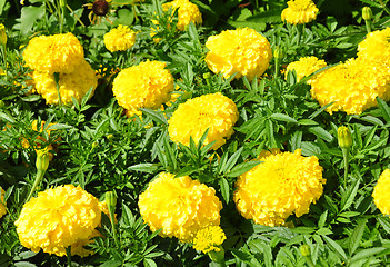Image showing Mexican marigold (Tagetes erecta)