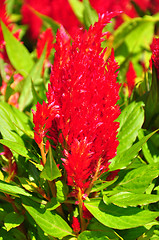 Image showing Plumed cockscomb (Celosia argentea)