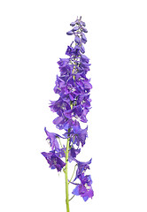 Image showing Delphinium flower