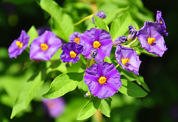 Image showing Blue potato bush (Lycianthes rantonnetii)