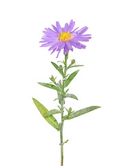 Image showing Autumn aster