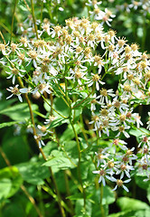 Image showing White wood aster (Eurybia divaricata)