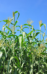 Image showing Sorghum (Sorghum bicolor)