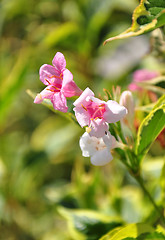 Image showing Weigela (Weigela florida)