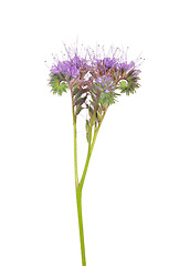 Image showing Lacy phacelia (Phacelia tanacetifolia)