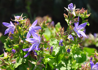 Image showing Serbian bellflower (Campanula poscharskyana)