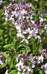 Image showing Spider flower (Tarenaya hassleriana)