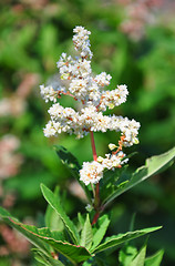 Image showing Smartweed (Aconogonon speciosum)