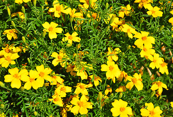 Image showing Golden marigold (Tagetes tenuifolia)