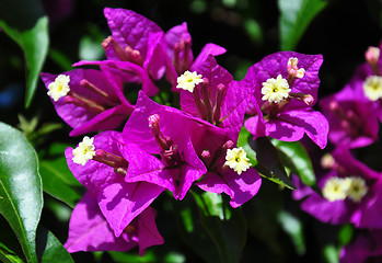 Image showing Lesser bougainvillea (Bougainvillea glabra)