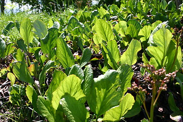 Image showing Plants in sunlight